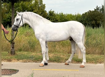 Fler ponnyer/små hästar, Valack, 5 år, 141 cm, Grå