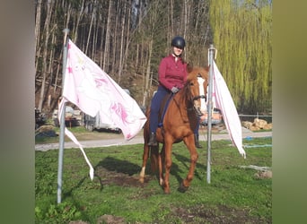 Fler ponnyer/små hästar, Valack, 5 år, 150 cm, fux