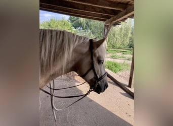 Fler ponnyer/små hästar Blandning, Valack, 5 år, 150 cm, Palomino