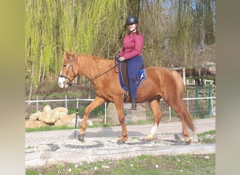 Fler ponnyer/små hästar, Valack, 5 år, 152 cm, fux