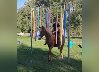 Fler ponnyer/små hästar, Valack, 5 år, 152 cm, fux