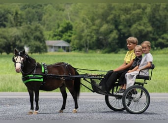 Fler ponnyer/små hästar, Valack, 5 år, 86 cm, Brun