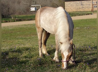 Fler ponnyer/små hästar, Valack, 5 år, 91 cm, Palomino