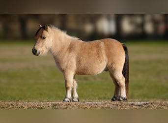 Fler ponnyer/små hästar, Valack, 5 år, 95 cm, Gulbrun