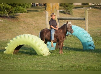 Fler ponnyer/små hästar, Valack, 5 år, Palomino