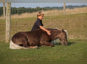 Fler ponnyer/små hästar, Valack, 5 år, Palomino