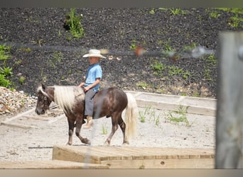 Fler ponnyer/små hästar, Valack, 5 år, Palomino