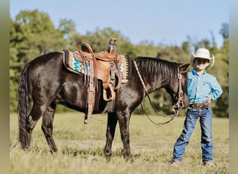 Fler ponnyer/små hästar, Valack, 6 år, 107 cm, Svart