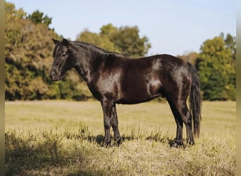 Fler ponnyer/små hästar, Valack, 6 år, 107 cm, Svart