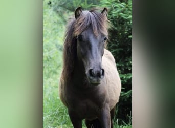 Fler ponnyer/små hästar, Valack, 6 år, 115 cm, Mörkbrun