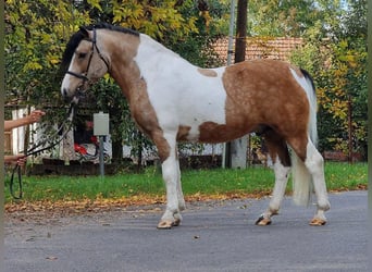 Fler ponnyer/små hästar, Valack, 6 år, 138 cm, Pinto