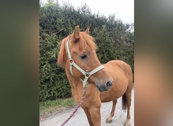 Fler ponnyer/små hästar Blandning, Valack, 6 år, 140 cm, fux