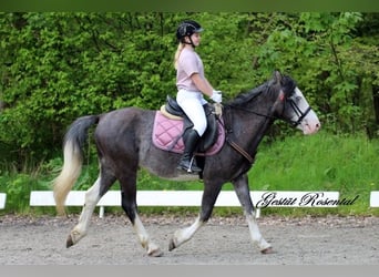 Fler ponnyer/små hästar Blandning, Valack, 6 år, 142 cm, Gråskimmel