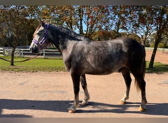 Fler ponnyer/små hästar, Valack, 6 år, 143 cm, Grå