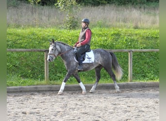 Fler ponnyer/små hästar, Valack, 6 år, 143 cm, Grå