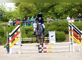 Fler ponnyer/små hästar Blandning, Valack, 6 år, 148 cm, Gråskimmel