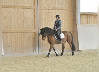 Fler ponnyer/små hästar, Valack, 6 år, 149 cm, Brun