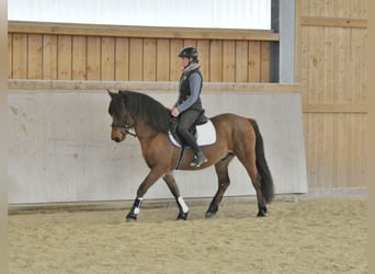 Fler ponnyer/små hästar, Valack, 6 år, 149 cm, Brun