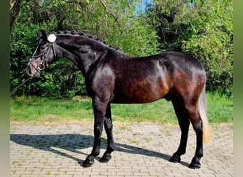 Fler ponnyer/små hästar, Valack, 6 år, 150 cm, Rökfärgad svart