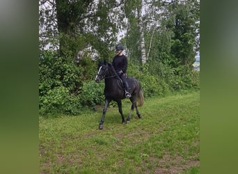 Fler ponnyer/små hästar, Valack, 6 år, 150 cm, Rökfärgad svart