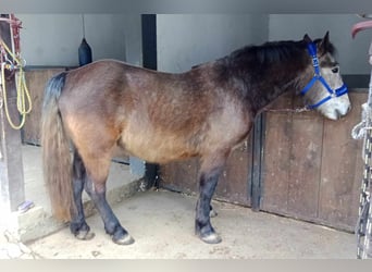 Fler ponnyer/små hästar Blandning, Valack, 6 år, 154 cm, Braunfalbschimmel