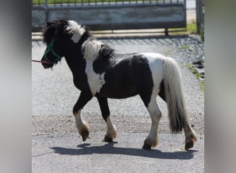 Fler ponnyer/små hästar Blandning, Valack, 6 år, 80 cm
