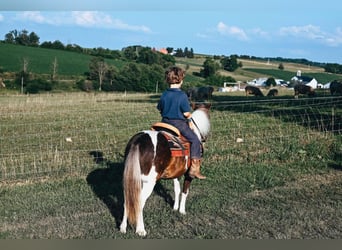 Fler ponnyer/små hästar, Valack, 6 år, 89 cm