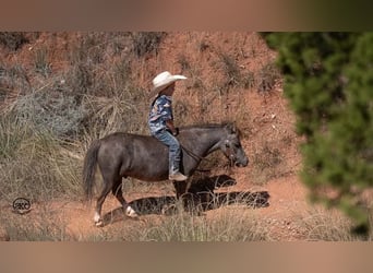 Fler ponnyer/små hästar, Valack, 6 år, 91 cm, Grå