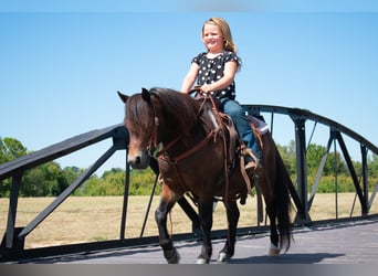 Weitere Ponys/Kleinpferde, Wallach, 7 Jahre, 102 cm, Rotbrauner