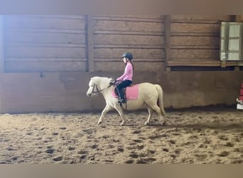 Fler ponnyer/små hästar, Valack, 7 år, 102 cm, Palomino