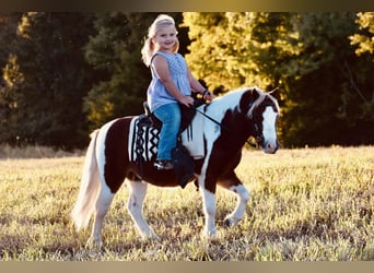 Fler ponnyer/små hästar, Valack, 7 år, 102 cm