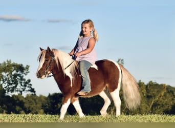 Fler ponnyer/små hästar, Valack, 7 år, 102 cm