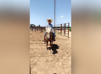 Fler ponnyer/små hästar, Valack, 7 år, 107 cm, Palomino