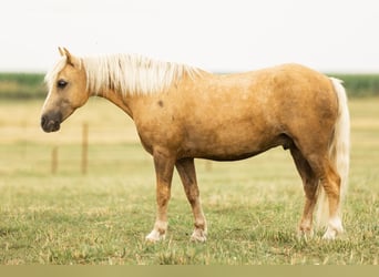Fler ponnyer/små hästar, Valack, 7 år, 107 cm, Palomino