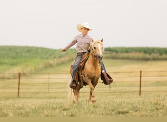 Fler ponnyer/små hästar, Valack, 7 år, 107 cm, Palomino