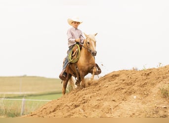 Fler ponnyer/små hästar, Valack, 7 år, 107 cm, Palomino