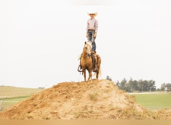 Fler ponnyer/små hästar, Valack, 7 år, 107 cm, Palomino