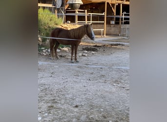 Fler ponnyer/små hästar Blandning, Valack, 7 år, 110 cm, fux