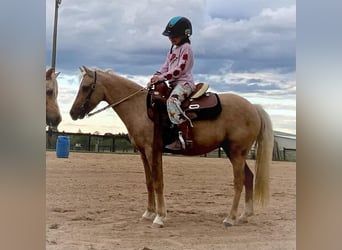 Fler ponnyer/små hästar, Valack, 7 år, 112 cm, Palomino