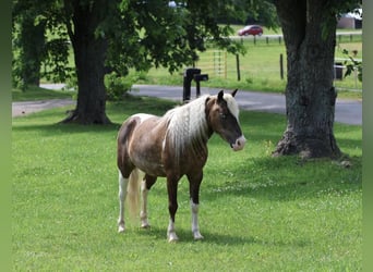 Fler ponnyer/små hästar, Valack, 7 år, 112 cm