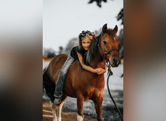 Fler ponnyer/små hästar, Valack, 7 år, 114 cm