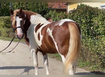 Fler ponnyer/små hästar, Valack, 7 år, 125 cm, Pinto