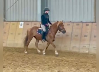 Fler ponnyer/små hästar, Valack, 7 år, 130 cm, Brun