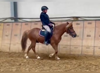 Fler ponnyer/små hästar, Valack, 7 år, 130 cm, Brun