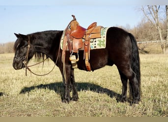 Fler ponnyer/små hästar, Valack, 7 år, 130 cm, Svart
