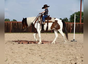 Fler ponnyer/små hästar, Valack, 7 år, 135 cm