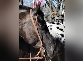 Fler ponnyer/små hästar, Valack, 7 år, 140 cm, Svart