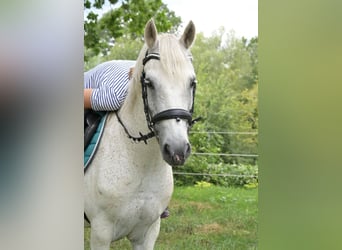 Fler ponnyer/små hästar Blandning, Valack, 7 år, 144 cm, Grå-flugskimmel