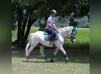 Fler ponnyer/små hästar Blandning, Valack, 7 år, 144 cm, Grå-flugskimmel