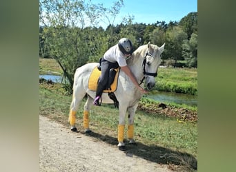 Fler ponnyer/små hästar Blandning, Valack, 7 år, 144 cm, Grå-flugskimmel